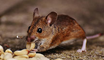 24 Hour & Emergency Exterminators in Walpole, NH